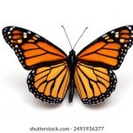 白洁 笔趣阁:探索白洁的精彩故事与深刻人生哲理 866s5i