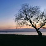 白丝紫薇流水本子:探索细腻情感与唯美画面的完美结合 rtur55d